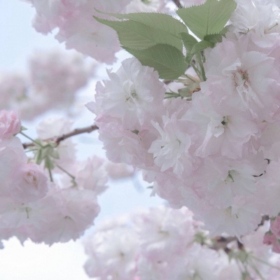 古田FurryQQ群介绍